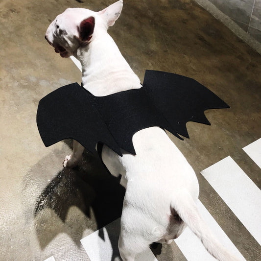 Halloween Pet Bat Wings – Black Costume Accessory for Dogs & Cats - CJGD122397101AZ - Furrkins